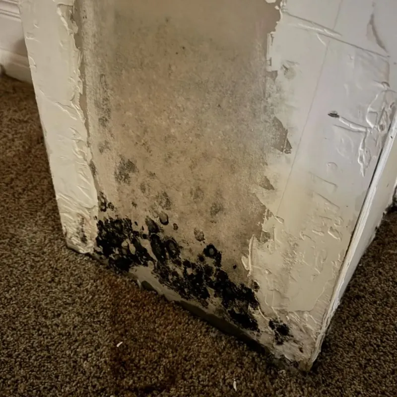 Professional Mold Removal in Champaign County, OH